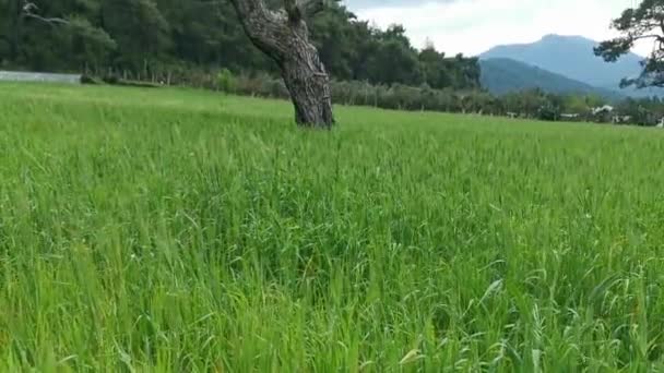 Vår Äng Landskap Svart Tall Mitten Fältet Och Pilträd Och — Stockvideo