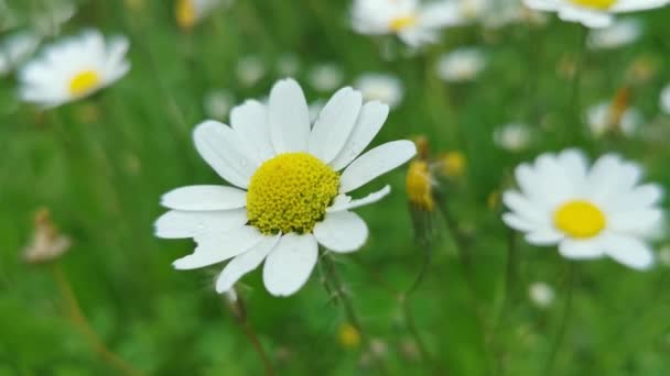 デイジーの花 牧草地で野生のデイジー 風がゆっくりとデイジーの花を振る 白と黄色のカモミールの花 — ストック動画