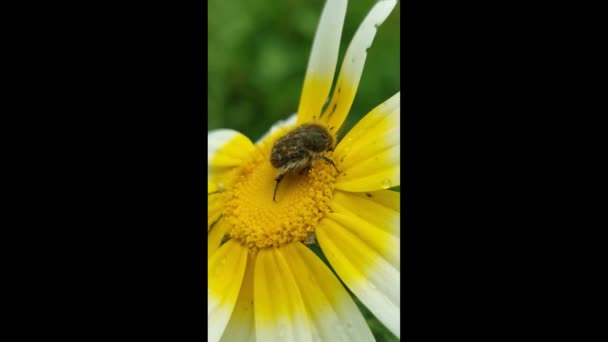 Phyllopertha Horticola Sarı Çiçekte Bug Güzel Sarı Çiçeklerde Papatyalarda Polen — Stok video