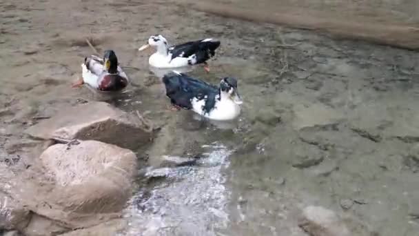 Enten Treiben Fluss Enten Auf Dem Wasser Schwimmende Enten Vögel — Stockvideo