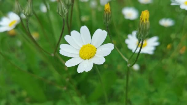 デイジーの花 牧草地で野生のデイジー 風がゆっくりとデイジーの花を振る 白と黄色のカモミールの花 — ストック動画