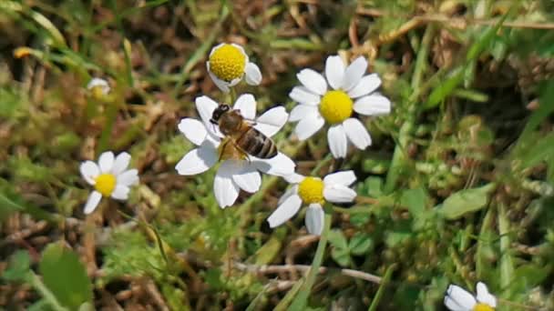 Yalanci Bogaz Marmaris Mugla Törökország Tavaszi Hírvivők Százszorszépek Méhek — Stock videók