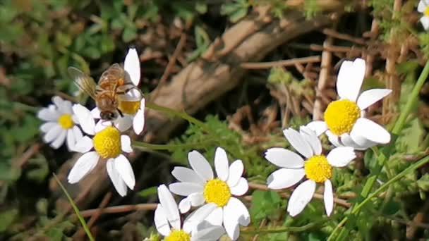 Яланчи Богаз Мармарис Мугла Турция Вестники Весны Маргаритки Пчелы — стоковое видео