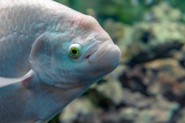 Akvaryum tankında yüzen beyaz dev gourami balığı Osphronemus goramy.