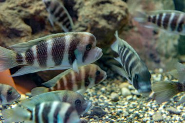 Doğu Afrika 'daki Tanganyika Gölü' ne özgü olan tatlı su akvaryumundaki frontosa Cichlid (Cyphotilapia frontosa). Yaşlandıkça büyüyen bir kambur..