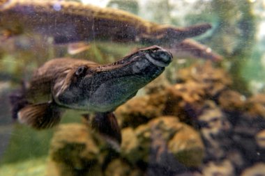Benekli Gar Balığı namı diğer Lepisosteus Oculatus akvaryumda.