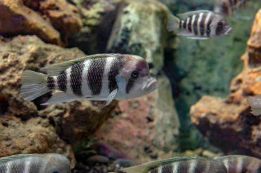 Doğu Afrika 'daki Tanganyika Gölü' ne özgü olan tatlı su akvaryumundaki frontosa Cichlid (Cyphotilapia frontosa). Yaşlandıkça büyüyen bir kambur..