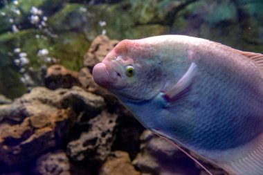 Akvaryum tankında yüzen beyaz dev gourami balığı Osphronemus goramy.