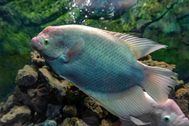 Akvaryum tankında yüzen beyaz dev gourami balığı Osphronemus goramy.