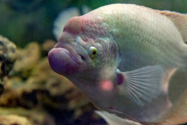 Akvaryum tankında yüzen beyaz dev gourami balığı Osphronemus goramy.