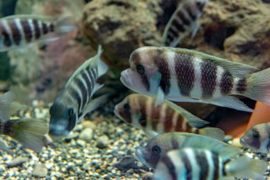 Doğu Afrika 'daki Tanganyika Gölü' ne özgü olan tatlı su akvaryumundaki frontosa Cichlid (Cyphotilapia frontosa). Yaşlandıkça büyüyen bir kambur..