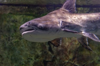 Blacktip köpekbalıkları (Carcharhinus limbatus) akvaryumda yüzerler. Suyun altındaki balıklar.