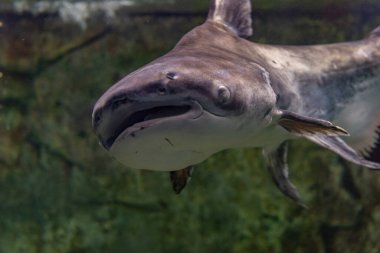 Blacktip köpekbalıkları (Carcharhinus limbatus) akvaryumda yüzerler. Suyun altındaki balıklar.
