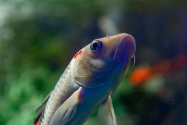 Parlak kırmızı Koi balıkları açık denizde kırmızı, beyaz ve turuncu bir havuzda yüzerler..