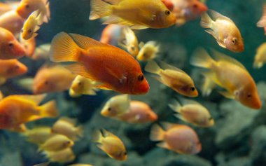 Süslü balıkların renkli hali, Akvaryumdaki Malawi Tavuskuşu. Aulonocara Malawi Gölü 'ne özgüdür. Cichlidae familyasından bir Afrika cichlids türü..