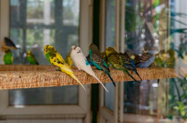 Budgerigars (Melopsittacus undulatus) namı diğer yaygın muhabbet kuşu veya kabuğu papağanı.