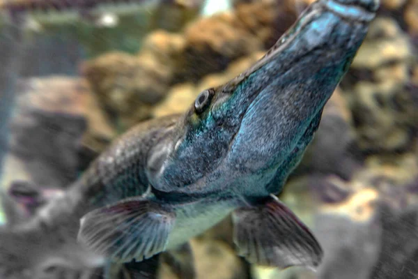 Плямистий Гар Риба Або Lepemsteus Oculatus Акваріумі — стокове фото
