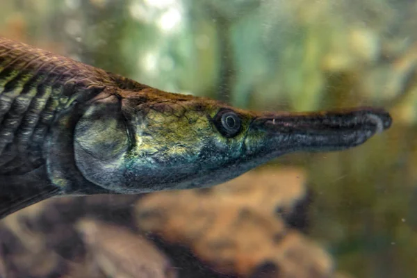 Spotted Gar Fish Aka Lepisosteus Oculatus Aquarium — Stock Photo, Image