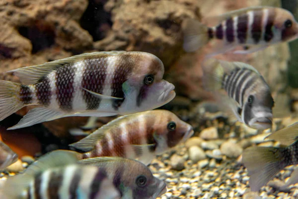 Doğu Afrika 'daki Tanganyika Gölü' ne özgü olan tatlı su akvaryumundaki frontosa Cichlid (Cyphotilapia frontosa). Yaşlandıkça büyüyen bir kambur..