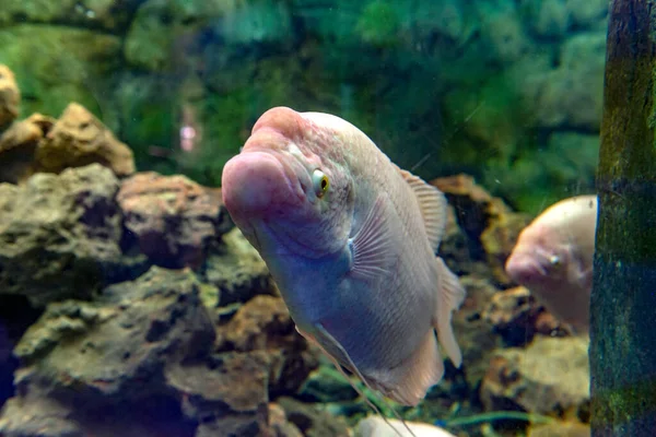 White Giant Gourami Fish Osphronemus Goramy Swimming Aquarium Tank — Stock Photo, Image