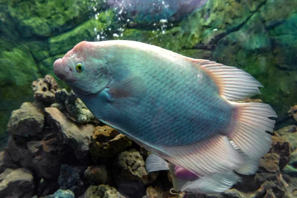 ホワイト ジャイアント グルメ水族館の水槽でオオスプロネムス ゴラミー スイミング — ストック写真