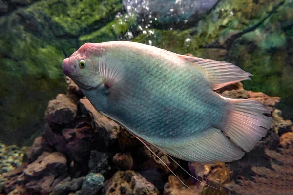 Vit Jättegourami Fisk Osphronemus Gorami Simma Akvarium Tank — Stockfoto