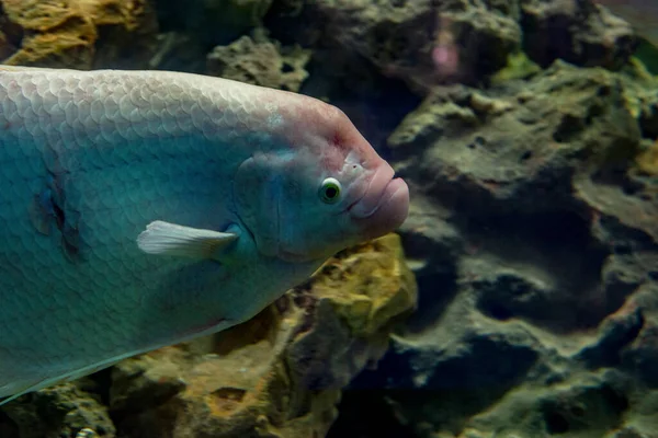 Vit Jättegourami Fisk Osphronemus Gorami Simma Akvarium Tank — Stockfoto