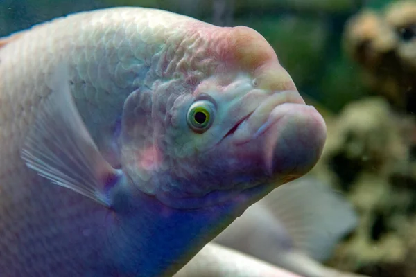 Біла Гігантська Гаряча Риба Оспероніма Плаває Акваріумі Танк — стокове фото
