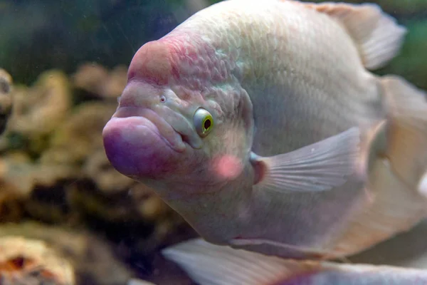 Біла Гігантська Гаряча Риба Оспероніма Плаває Акваріумі Танк — стокове фото