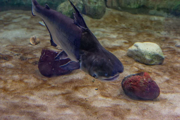 Чорні Акули Carcharhinus Limbatus Плавають Акваріумі Риба Під Водою — стокове фото