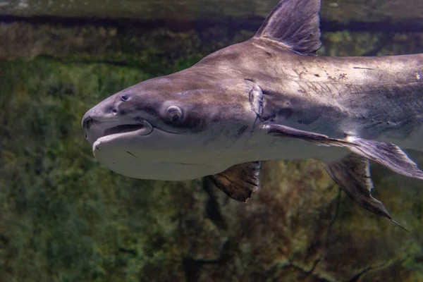 Blacktip Sharks Carcharhinus Limbatus Swimming Aquarium Fish Water — Stock Photo, Image
