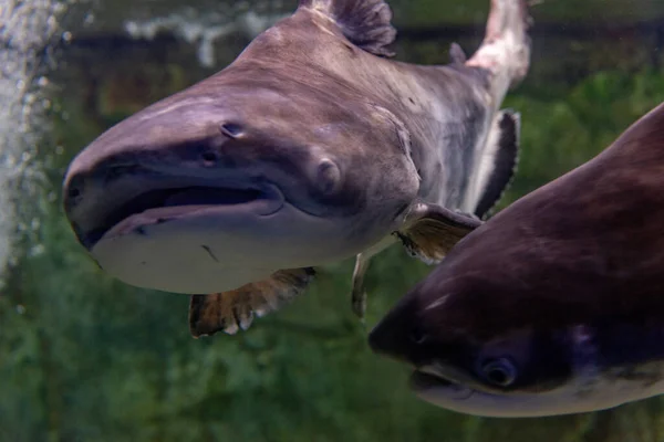 Blacktip Sharks Carcharhinus Limbatus Swimming Aquarium Fish Water — Stock Photo, Image