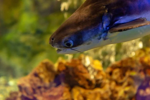 Blacktip Hajar Carcharhinus Limbatus Simmar Akvarium Fisk Vatten — Stockfoto