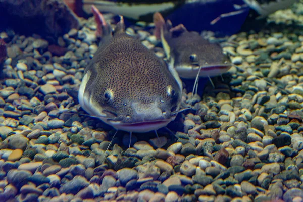 Underwater Photo Big Catfish Silurus Glanis — Stock Photo, Image