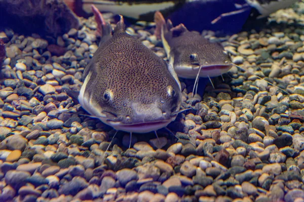 Underwater Photo Big Catfish Silurus Glanis — Stock Photo, Image