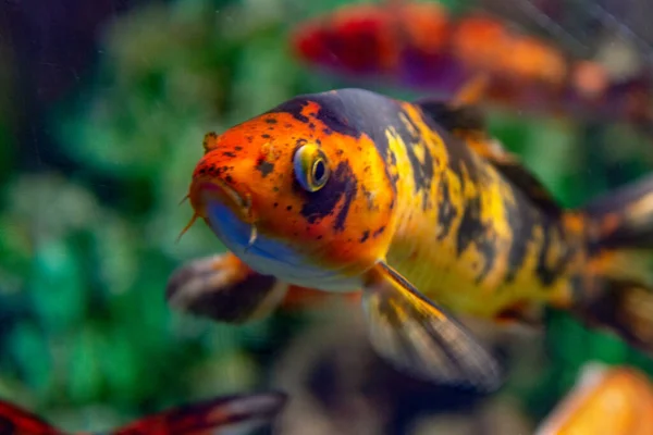 Parlak kırmızı Koi balıkları açık denizde kırmızı, beyaz ve turuncu bir havuzda yüzerler..