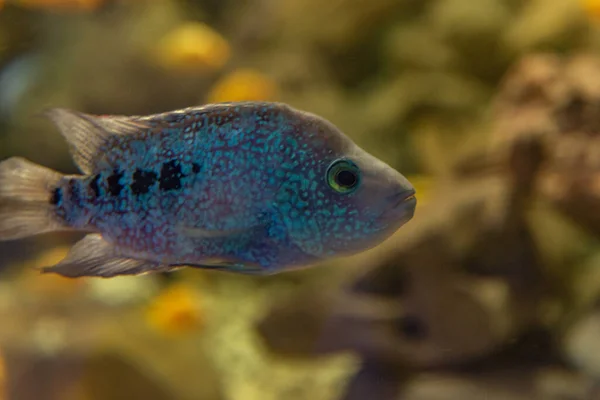 Herichthys carpintis (Yeşil Teksas cichlid) tatlı su akvaryumu balığı.