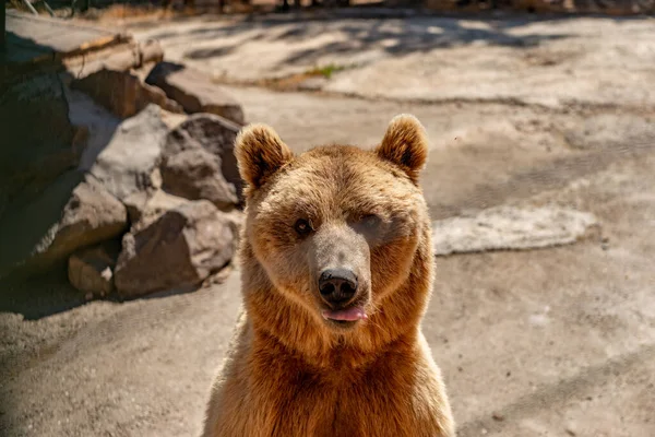 Beruang Coklat Yang Cantik Berjalan Taman — Stok Foto