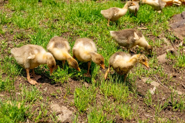 Mus City Turkey Baby Geese Mus Village — Stock Photo, Image
