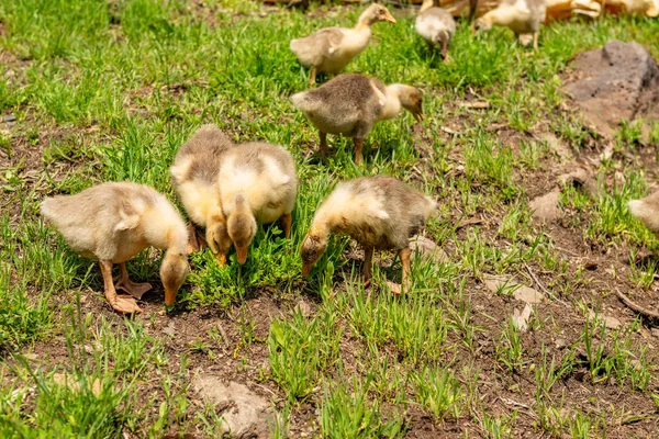 Mus City Turkiet Smågäss Mus Village — Stockfoto