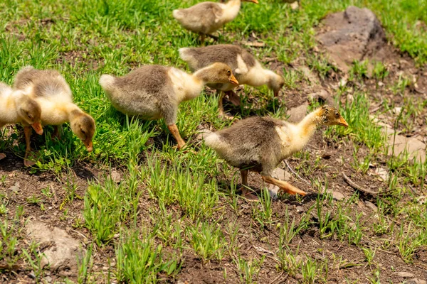 Mus City Turquie Bébés Oies Dans Village Mus — Photo