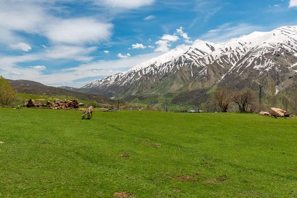 Mus Turkey Mus Valley Náhorní Plošina Travnaté Porosty Vesnice — Stock fotografie