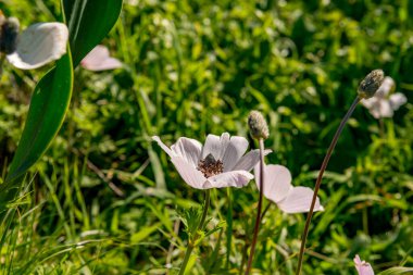 Kas, Antalya - Türkiye. 30 Ocak 2018. Antalya, Kas 'taki antik şehir Xanthos - Letoon (Xantos, Xhantos, Xanths) - Türkiye. 