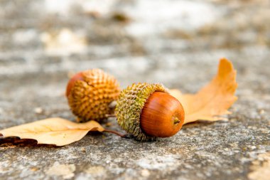 Antalya, hindi. 21 Aralık 2017. Antalya 'nın Termessos Antik Kenti' ndeki amfi tiyatro - Türkiye. Termessos, Antalya 'nın 30 km kuzeybatısındaki bu yükselen dağ zirveleri, Türkiye' nin başlıca ilgi alanlarından biri.,