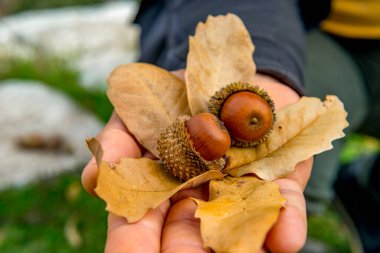 Antalya, hindi. 21 Aralık 2017. Antalya 'nın Termessos Antik Kenti' ndeki amfi tiyatro - Türkiye. Termessos, Antalya 'nın 30 km kuzeybatısındaki bu yükselen dağ zirveleri, Türkiye' nin başlıca ilgi alanlarından biri.,