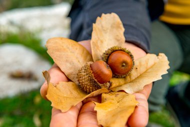 Antalya, hindi. 21 Aralık 2017. Antalya 'nın Termessos Antik Kenti' ndeki amfi tiyatro - Türkiye. Termessos, Antalya 'nın 30 km kuzeybatısındaki bu yükselen dağ zirveleri, Türkiye' nin başlıca ilgi alanlarından biri.,