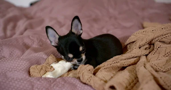 cute puppy chews toy lying on pink bed sheets slow motion