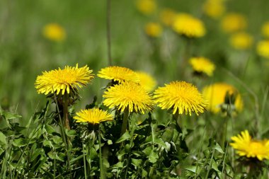 Dandelions yakın çekim