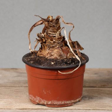 Dry flower in pot clipart