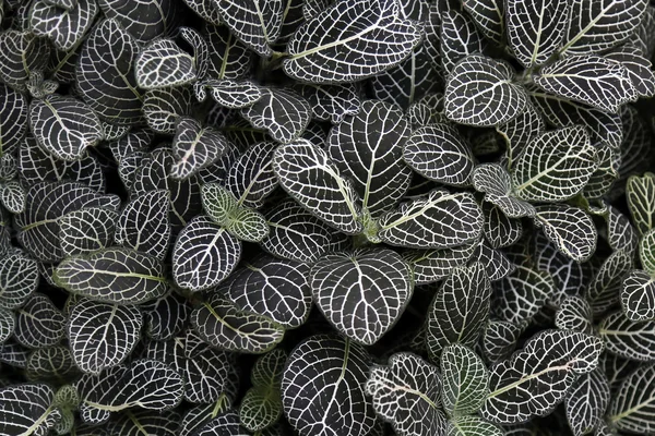 Folhas de plantas nervosas — Fotografia de Stock